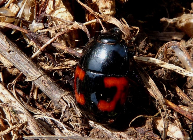 Coleottero: Hister quadrimaculatus